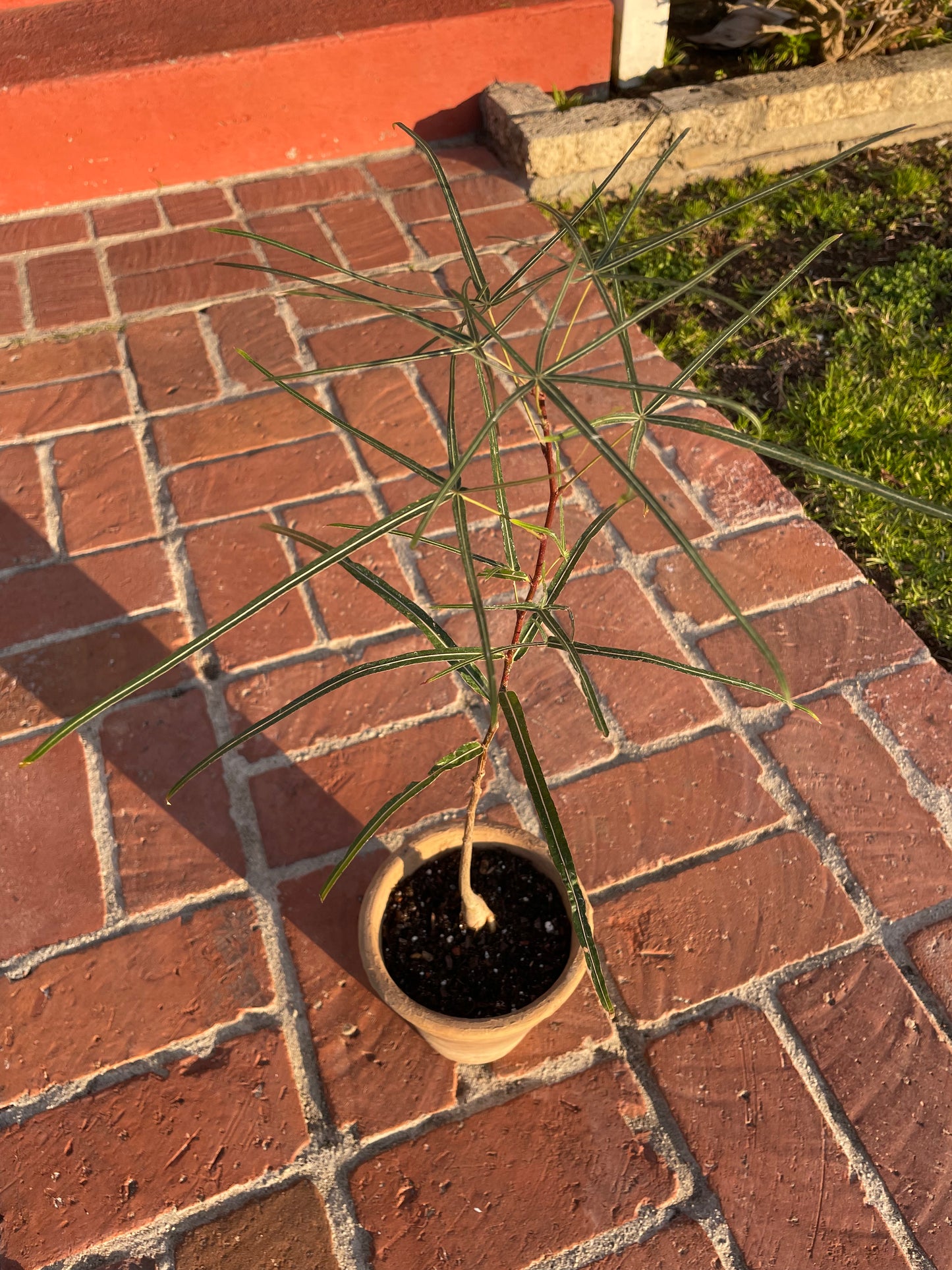 Queensland Bottle Tree (Brachychiton Rupestris)