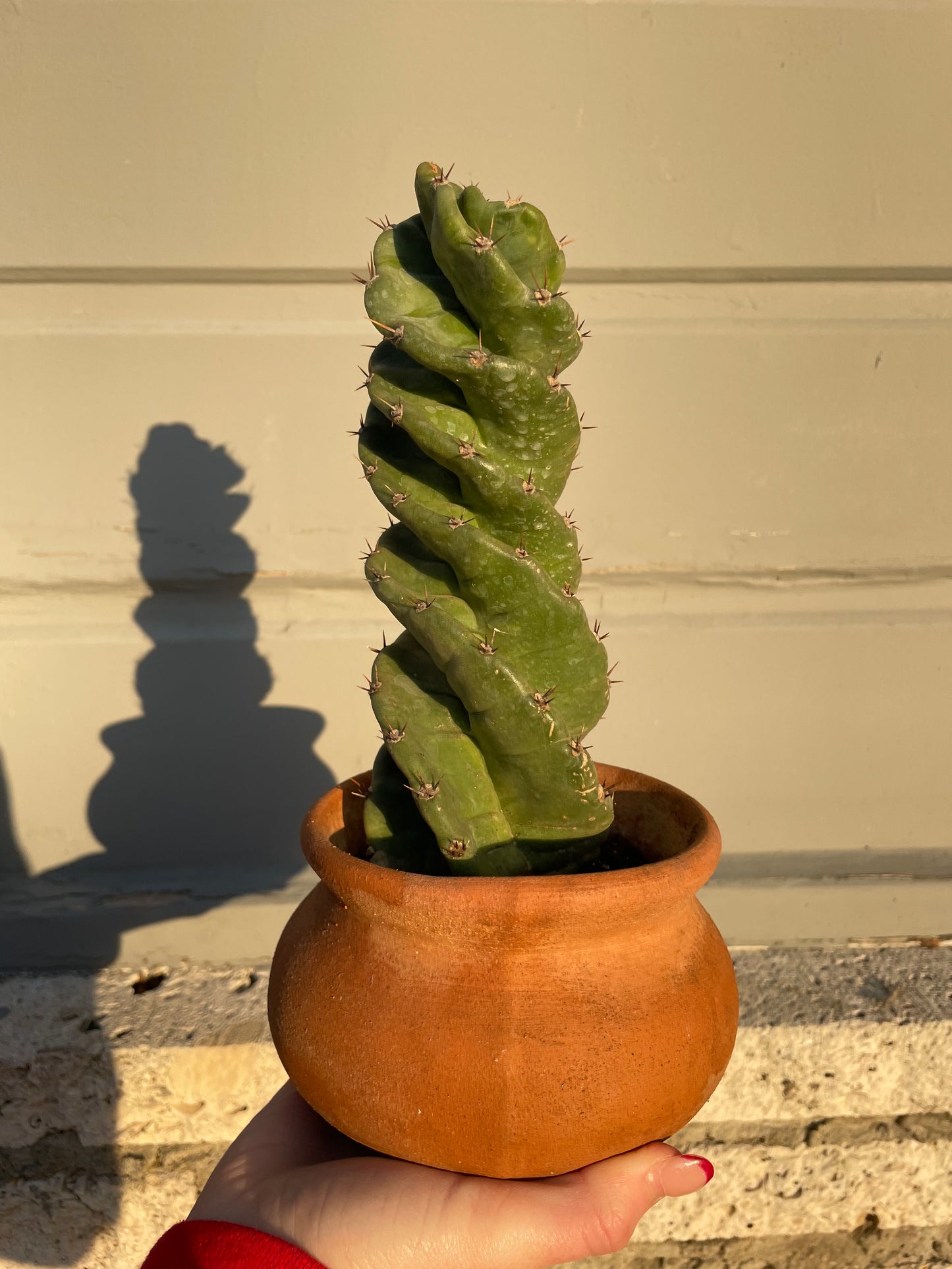 Cereus Validus Spiralis