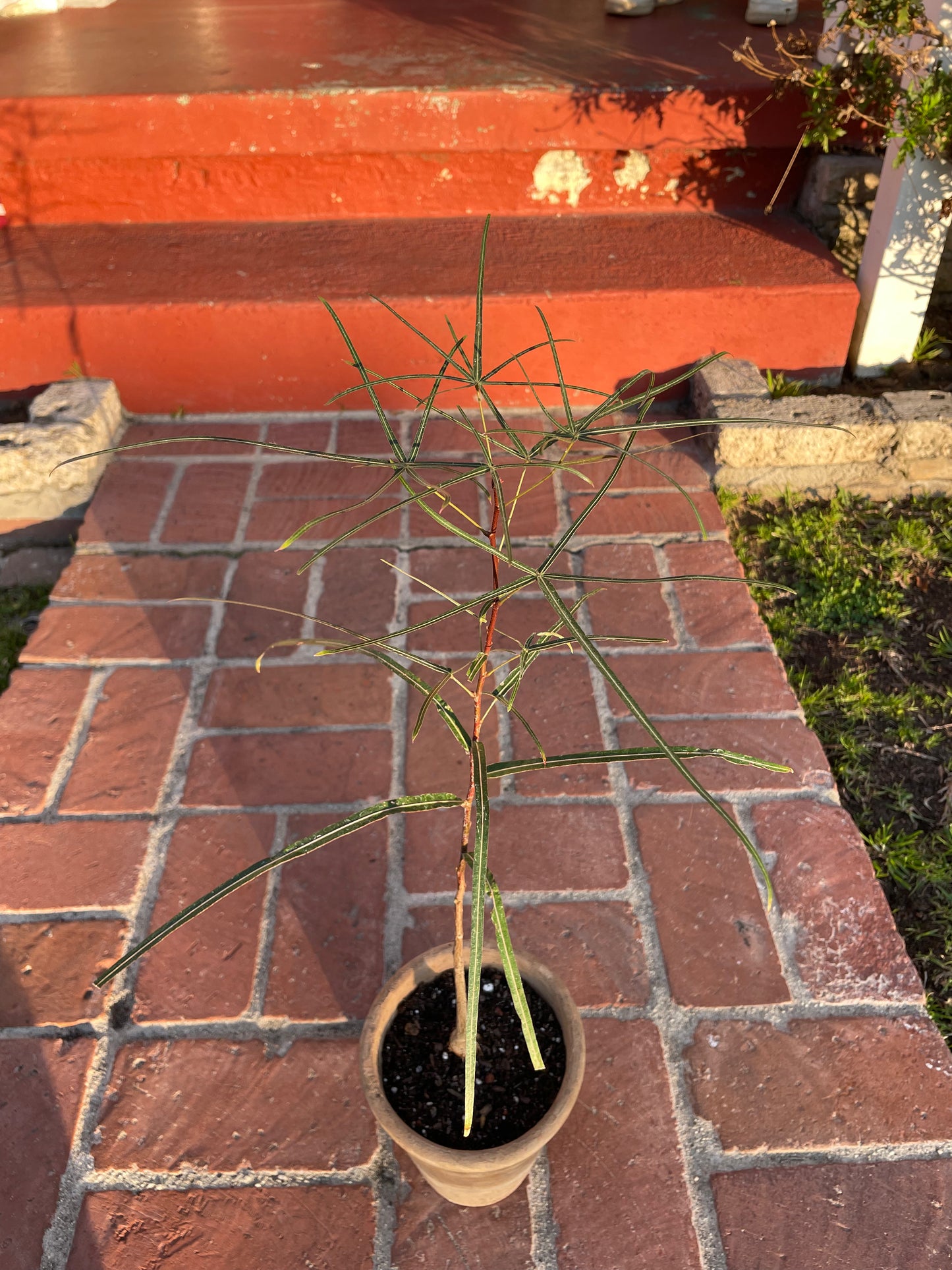 Queensland Bottle Tree (Brachychiton Rupestris)