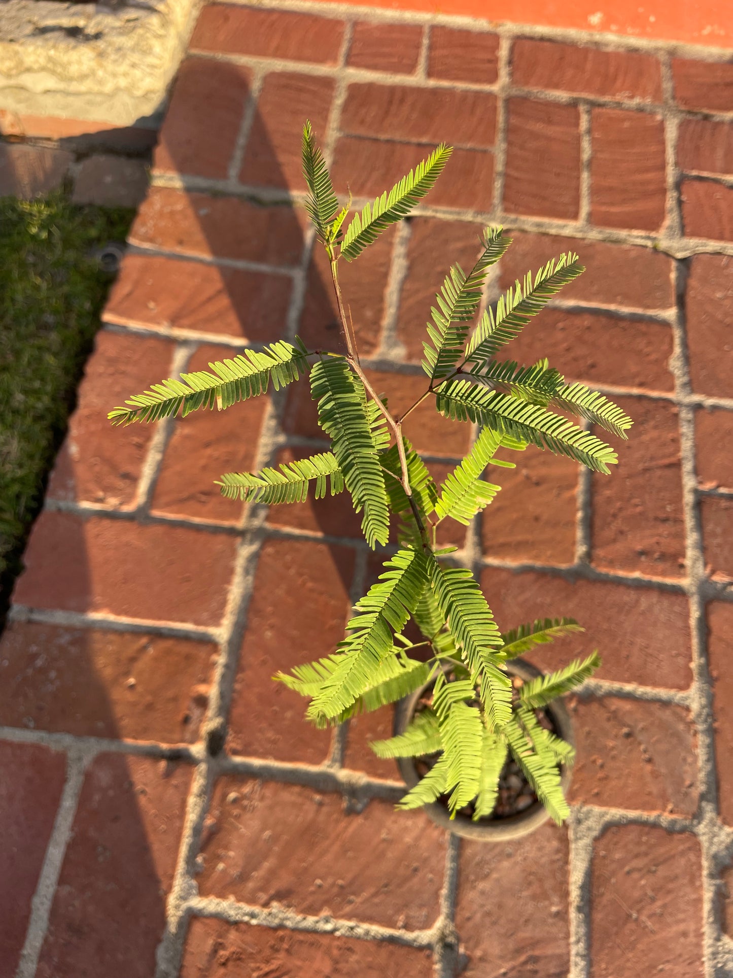 Honey Mesquite Native Desert Tree (Prosopis Glandulosa)