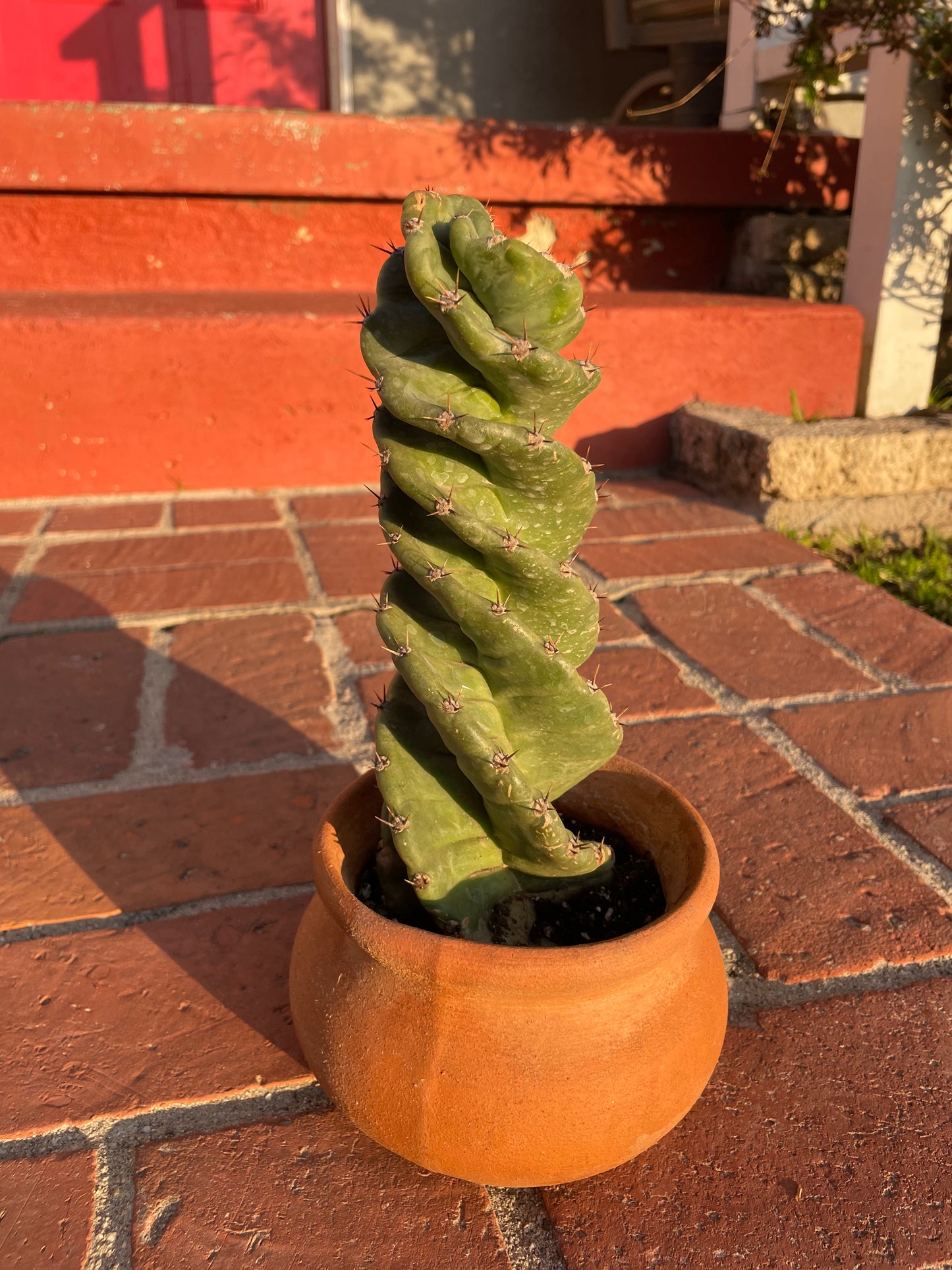 Cereus Validus Spiralis