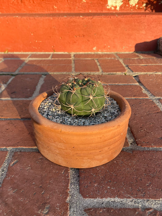 Gymnocalycium Pflanzii Var. Marquezii Cactus