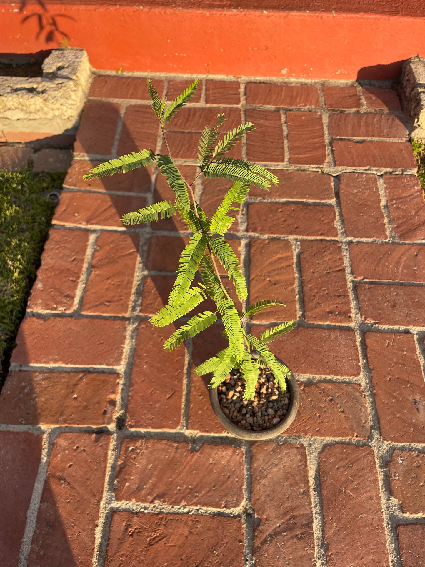 Honey Mesquite Native Desert Tree (Prosopis Glandulosa)