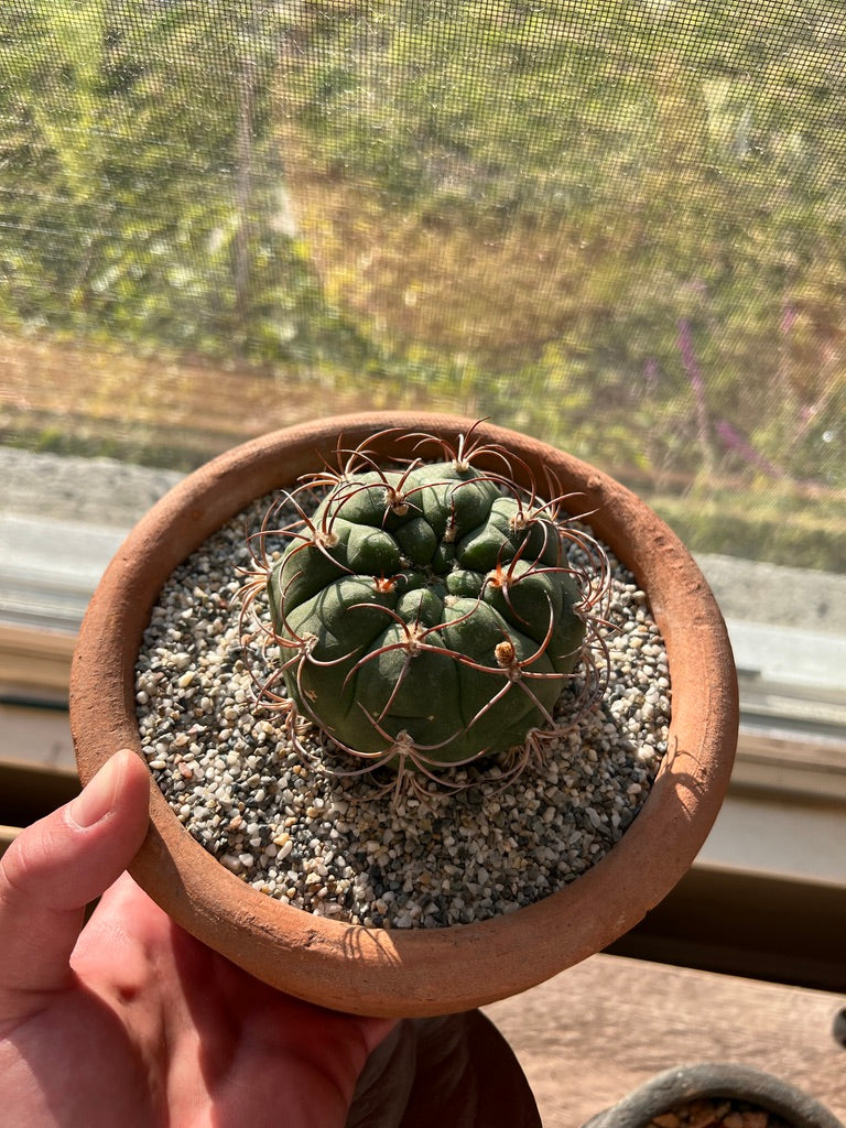 Gymnocalycium Pflanzii Var. Marquezii Cactus