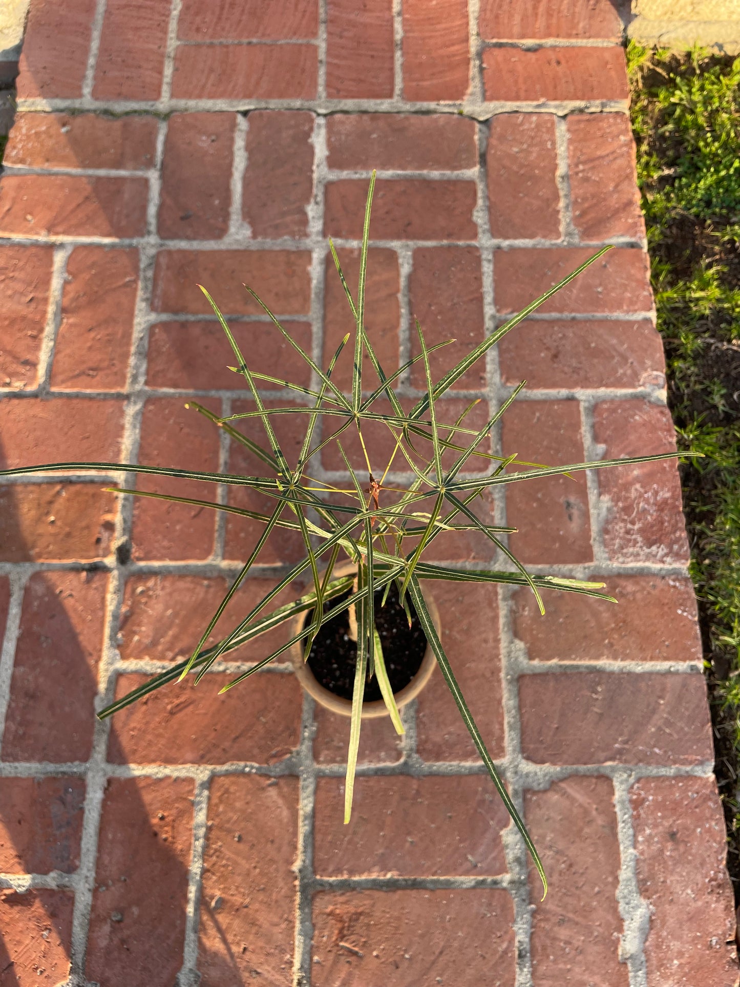 Queensland Bottle Tree (Brachychiton Rupestris)