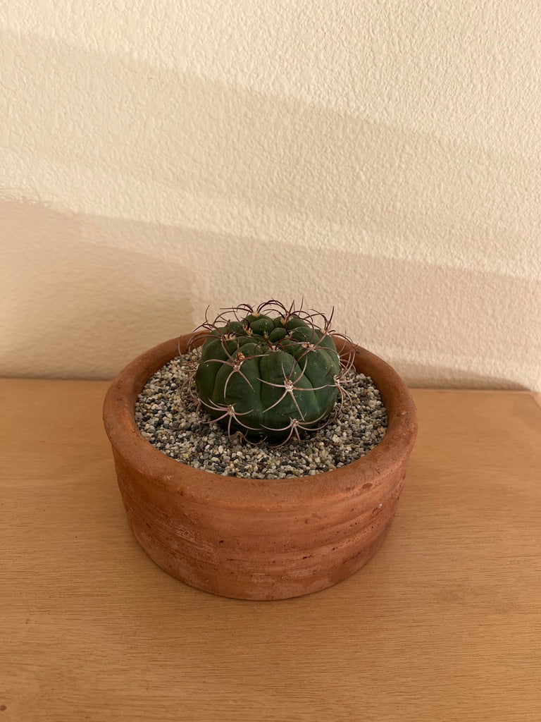 Gymnocalycium Pflanzii Var. Marquezii Cactus