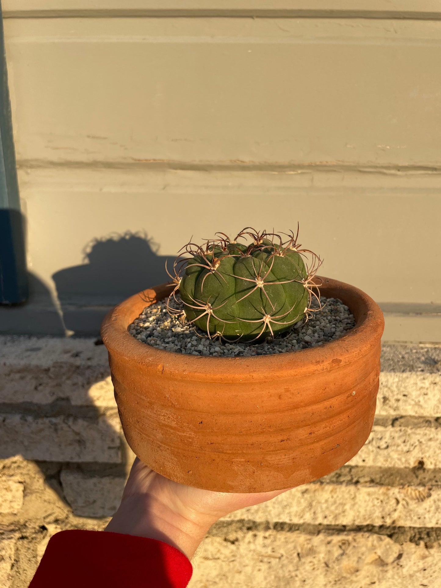 Gymnocalycium Pflanzii Var. Marquezii Cactus