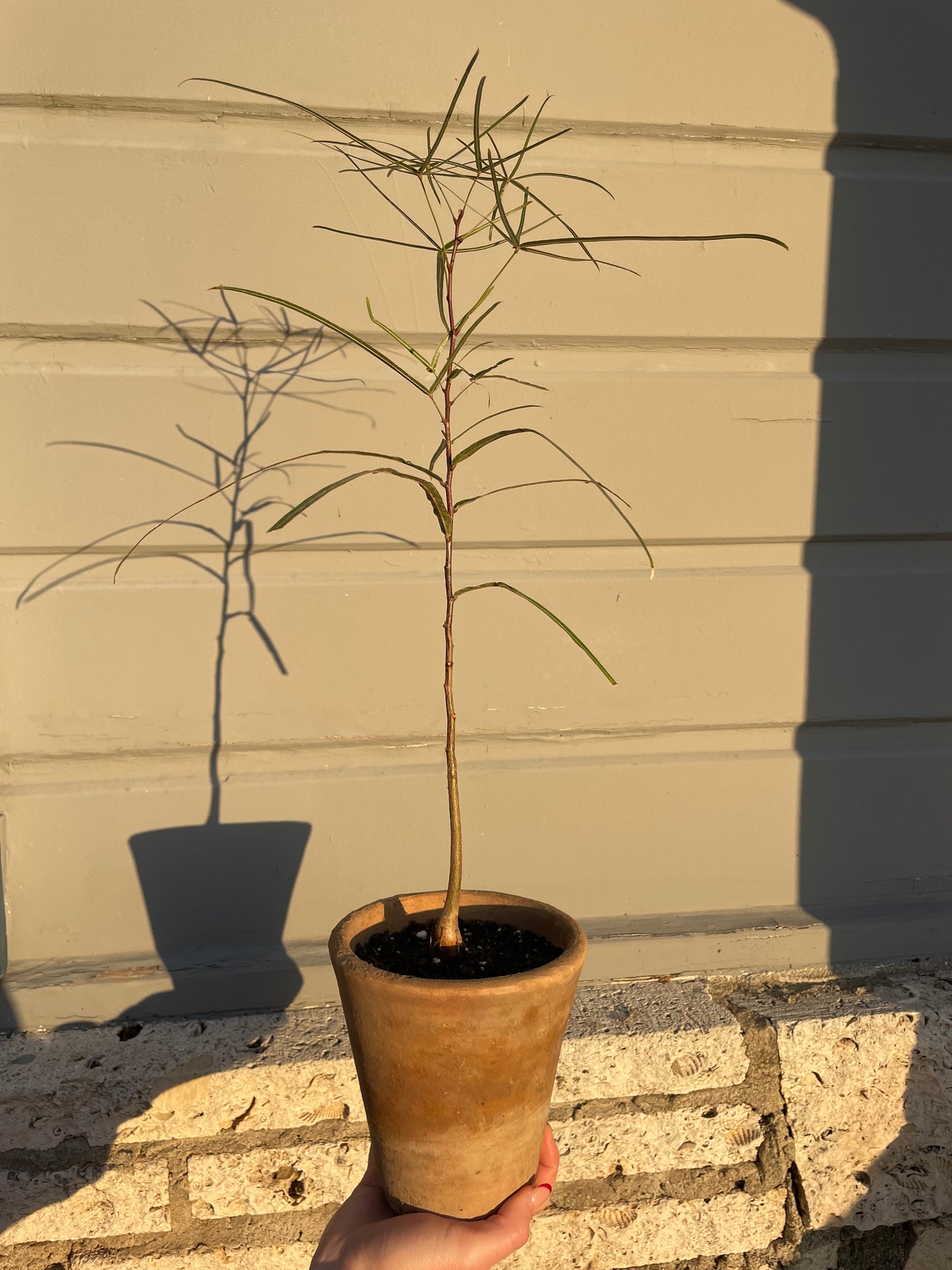 Queensland Bottle Tree (Brachychiton Rupestris)