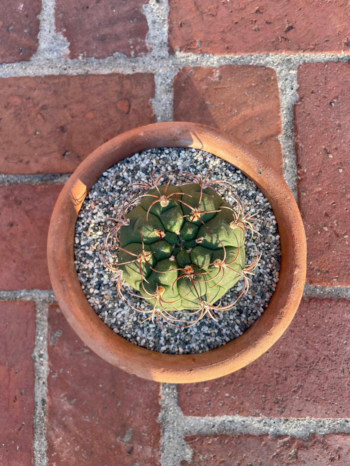 Gymnocalycium Pflanzii Var. Marquezii Cactus