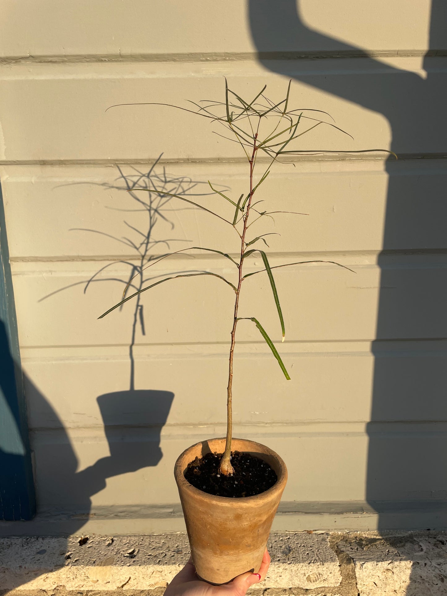 Queensland Bottle Tree (Brachychiton Rupestris)