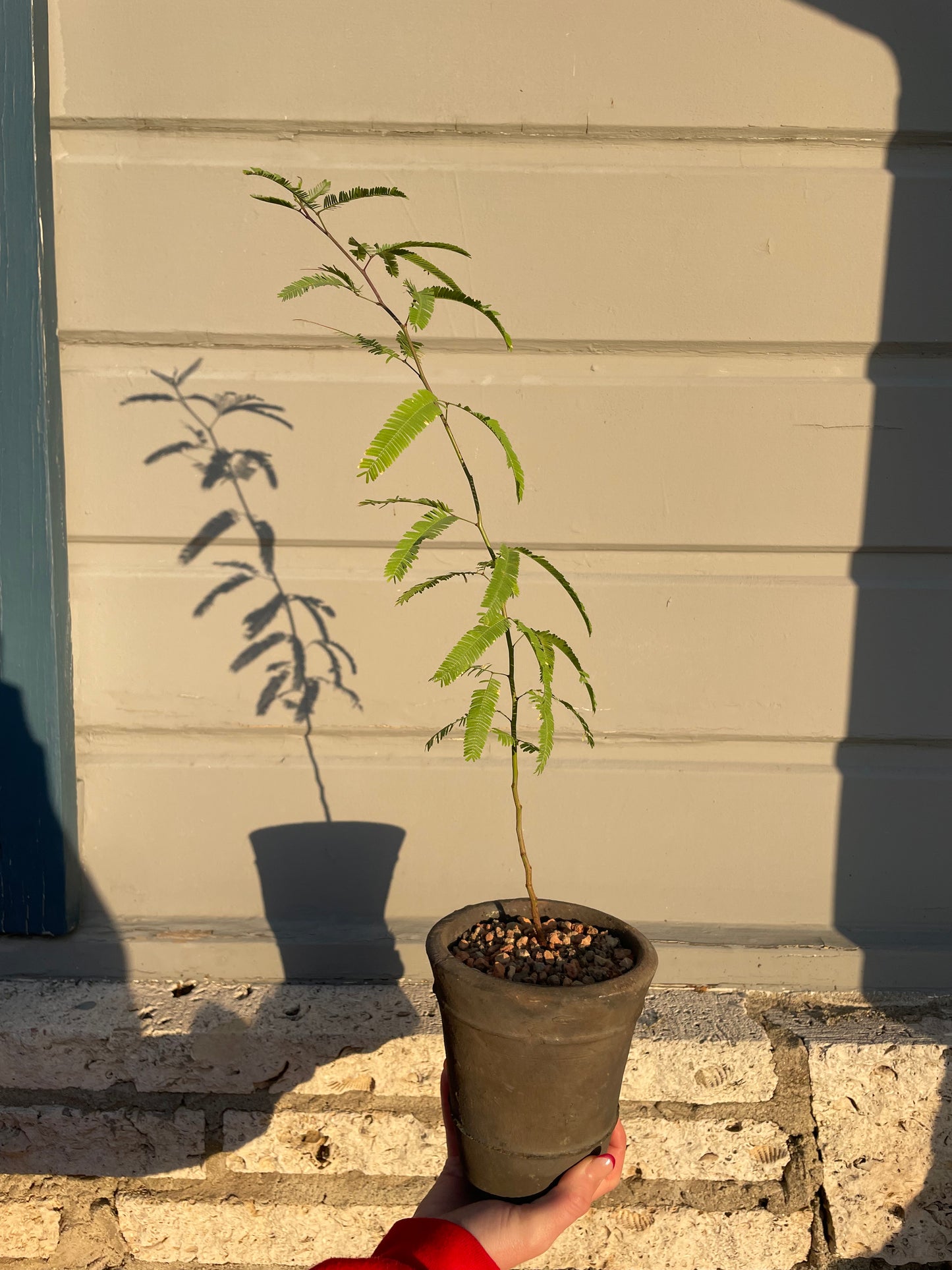 Honey Mesquite Native Desert Tree (Prosopis Glandulosa)